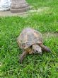 Rehomed...Horsfield : Male approx 14 years old (Dilly)